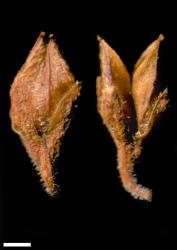 Veronica obtusata. Capsules. Scale = 1 mm.
 Image: W.M. Malcolm © Te Papa CC-BY-NC 3.0 NZ